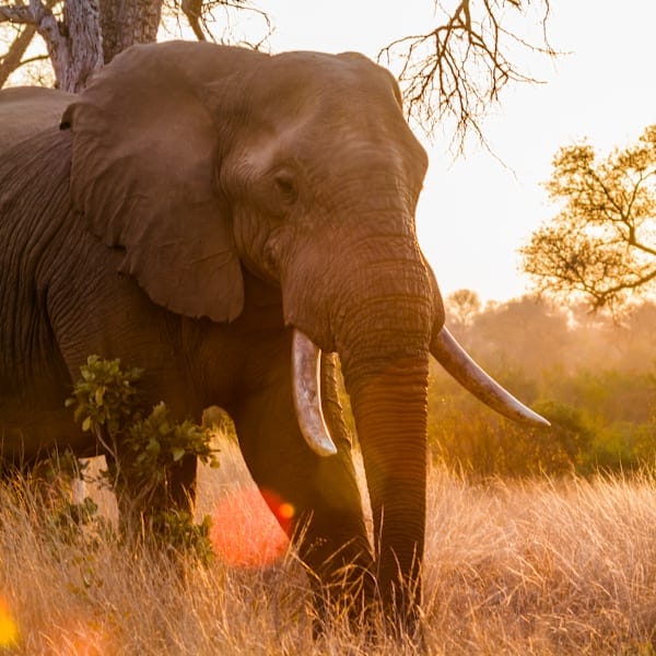 Südafrika & Mauritius: Wildlife Glamping trifft Island Adventure