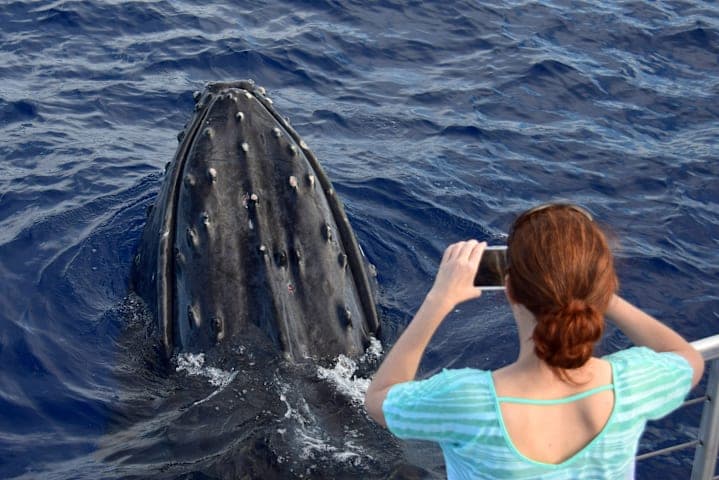 Delfin- & Whale Watching in der Bucht von Hermanus thumbnail